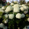 Hydrangea arborescens 'Incrediball' - Puishortensia 'Incrediball' C5/5L